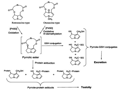 Metabolism Of Pyrrolizidine Alkaloids Proposed By Ruan Et Al 2014 Download Scientific