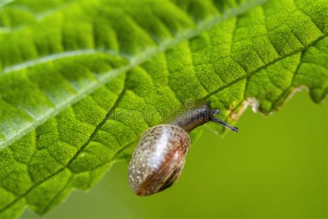 Sluiting Met Een Kleine Slak Op Een Groen Blad Stock Foto Image Of