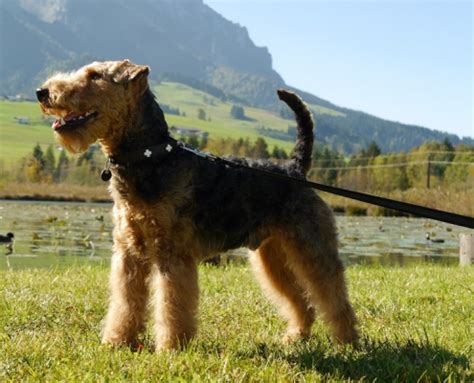 Welsh Terrier Rassebeschreibung Adressen Und Viele Fotos