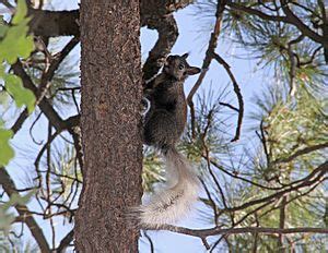 Kaibab squirrel Facts for Kids