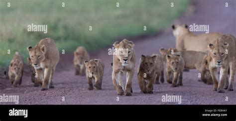 African Lion Pride Walking In The Ngorongoro Crater Tanzania Stock