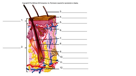 Integumentary Diagram 2 Diagram Quizlet