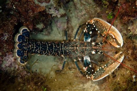 Lobster - Facts and Beyond | Biology Dictionary