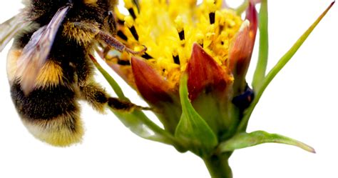 Science Solvers: Spring Pollinators - The Bruce Museum