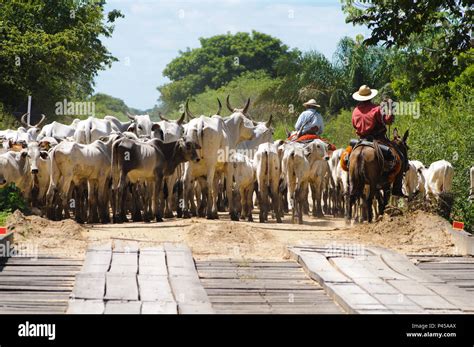 Pecua Ria Vaqueiro Boi Boiada Hi Res Stock Photography And Images Alamy