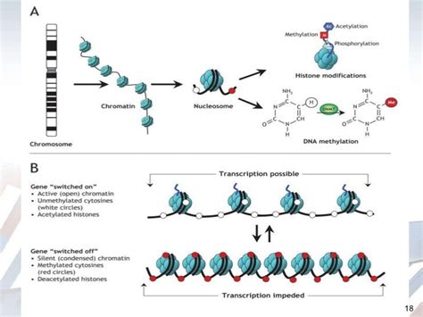 Dna Methylation Dna Methylation Methylation Dna