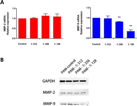 Plasma Activated Medium Pam Down Regulates The Expression Of Mmp In