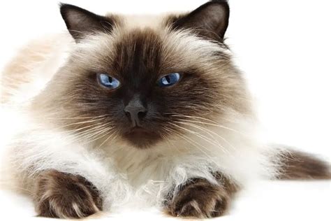 Himalayan Cat – Purrfect Cat Breeds