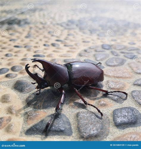 Rhinoceros Beetle stock photo. Image of rhinoceros, nature - 261684120