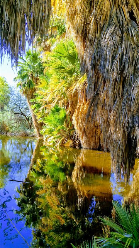 Agua Caliente Park Arizona | Smithsonian Photo Contest | Smithsonian ...