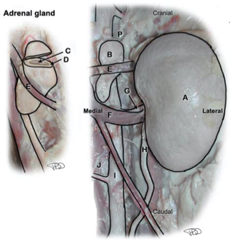 Kidney and Adrenal Gland Diagram | Quizlet