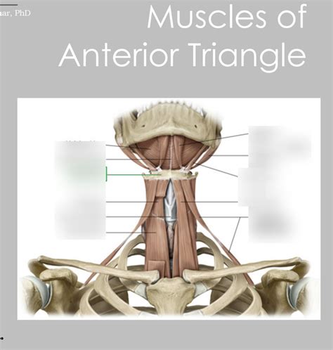 Muscles Of Anterior Cervical Triangle Diagram Quizlet