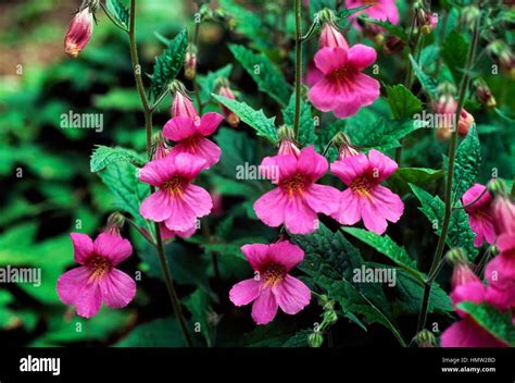 Rehmannia Hi Res Stock Photography And Images Alamy