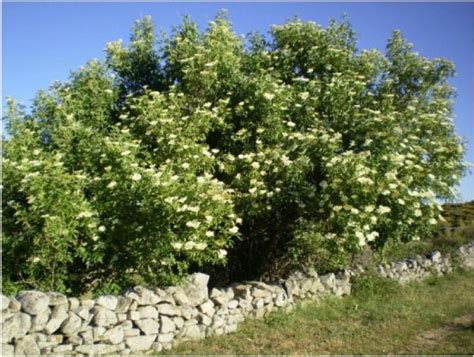 Sambucus Nigra Saúco Id Plantae