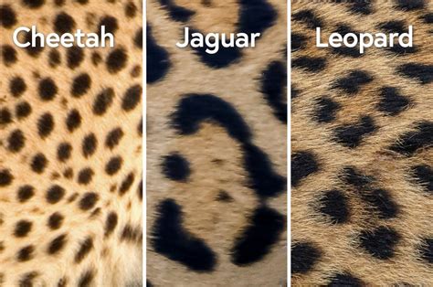 cheetahs  spots   infoupdateorg