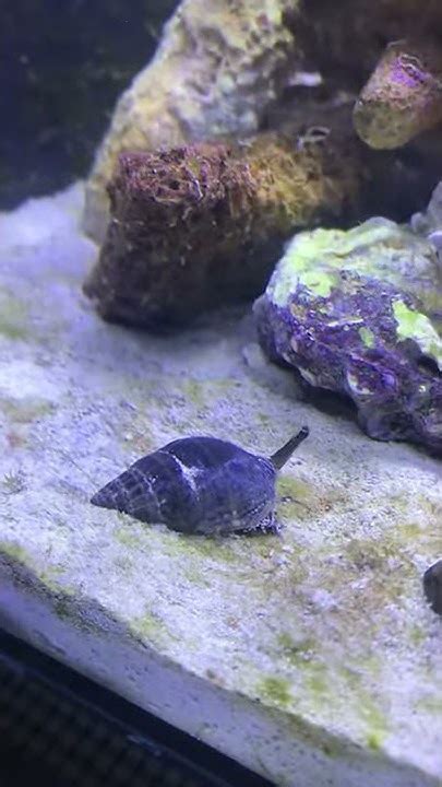 Nassarius Snail Flipping Itself Youtube