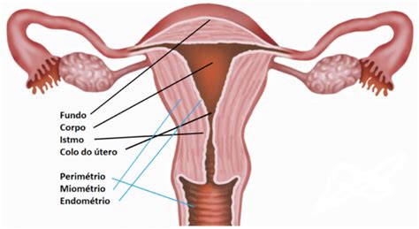 Resumo Sobre Sistema Reprodutor Feminino Vis O Geral