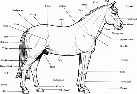 Get 30 Effectively Printable Horse Anatomy Worksheets – Simple Template Design