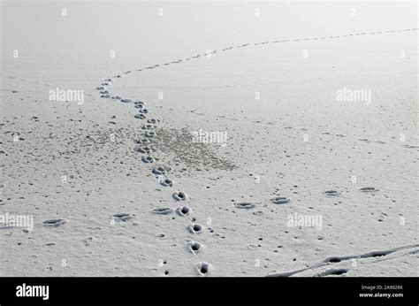 Deertracks hi-res stock photography and images - Alamy