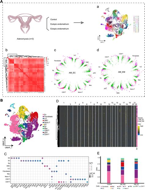 Frontiers Exploration The Global Single Cell Ecological Landscape Of Adenomyosis Related Cell