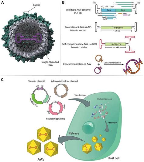 Aav Structure And Vector Design Strategy A Computer Generated Aav