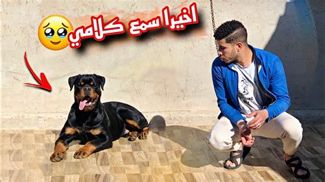 اخيراا اوسكار تحول من كلب عنيد وغبي🐕😤الي كلب مطيع 😱🐶💔 Youtube