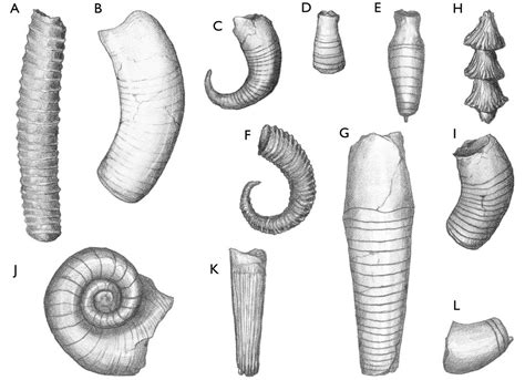 Cephalopod Mollusks: Squid and Octopus – WGNHS – UW–Madison