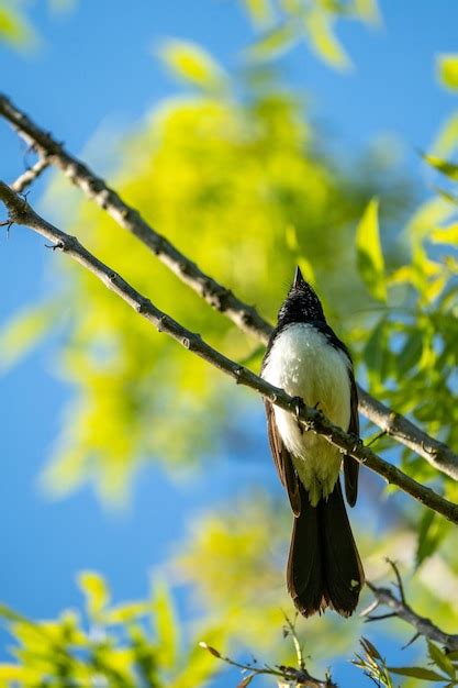 Premium Photo | A bird with a white head and black tail sits on a branch.