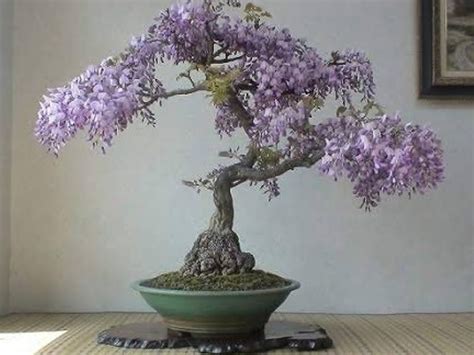 How To Grow Bonsai Trees From Seeds】≡