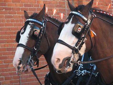 Шотландский тяжеловоз клейдесдаль