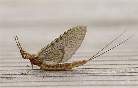 Mayflyshadfly Aquatic Insects Mayfly Fenelon Falls