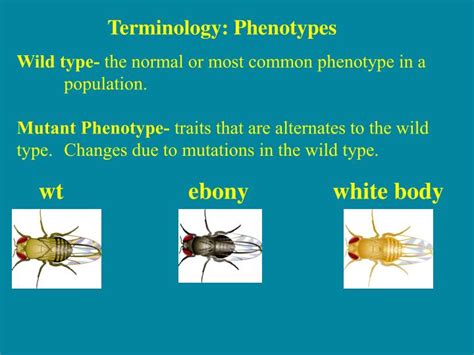 PPT - Fruit Fly Genetics PowerPoint Presentation - ID:2358442