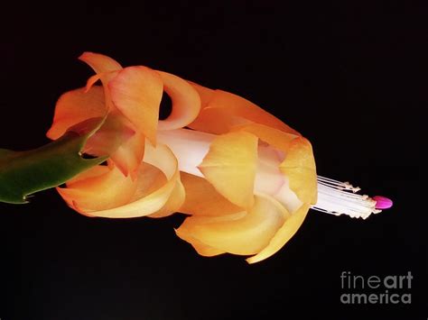 Orange Christmas Cactus Photograph by Jasna Dragun - Fine Art America