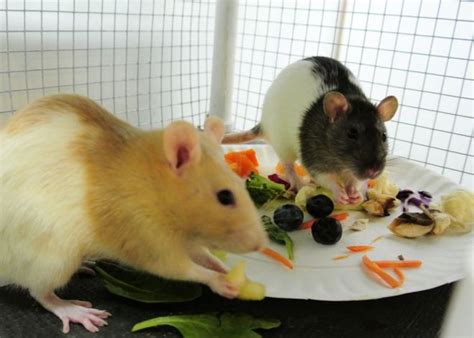 Are the rats stressed? – Southeast Indiana Rats and Dogs