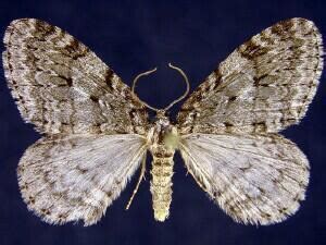 Autumnal moth - Alchetron, The Free Social Encyclopedia