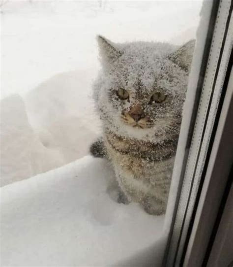 가장 쓸모 없는 초능력중 꼭 한가지를 골라야한다면 ㄷㄷ Sötaste djuren Söta djur Söt katt