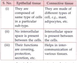 Differentiate Between Epithelial And Connective Tissues