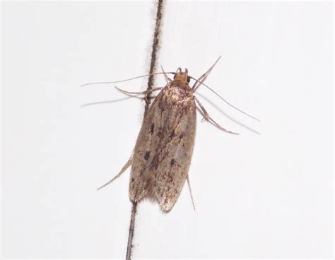 Brown House Moth Hofmannophila Pseudospretella British Nature Guide