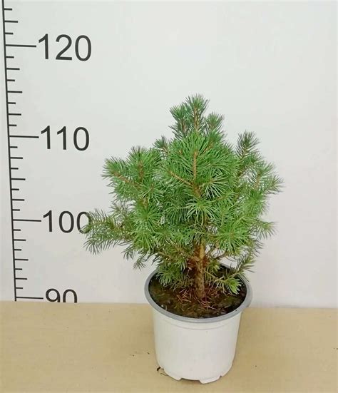 Ель коника (много фото) - treepics.ru