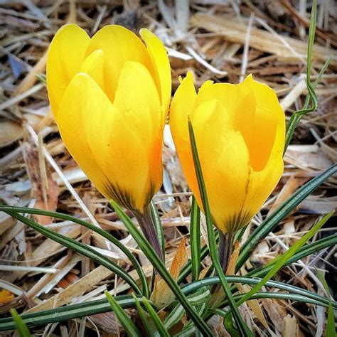 Golden Yellow Crocus Flowers Crocus Flavus Only 10 Cm In Flickr