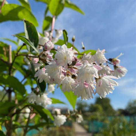 Deutzia Scabra Codsall Pink Lt