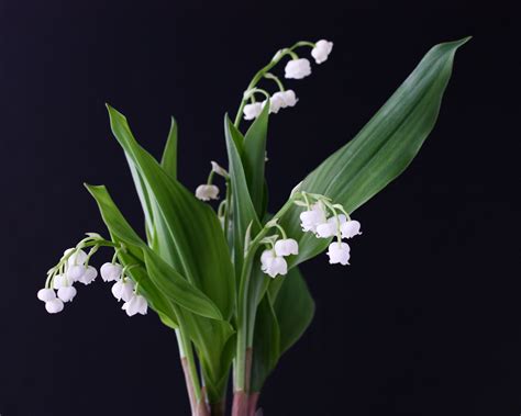 Convallaria forcing pips — Buy lily of the valley bulbs for forcing