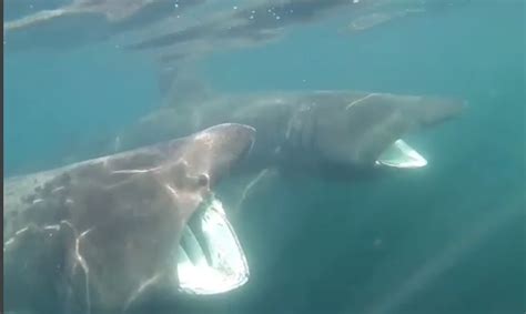 Surfers Calmly Encounter Giant Basking Sharks