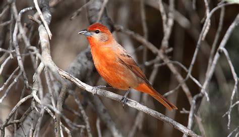 The Rare Birds of Big Bear Lake – Chirp Nature Center