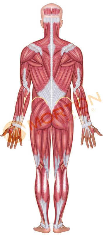 Posterior Lower Body Diagram Quizlet