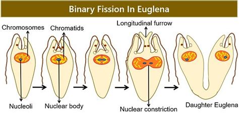 What Are The Types Of Binary Fission Biology Reader