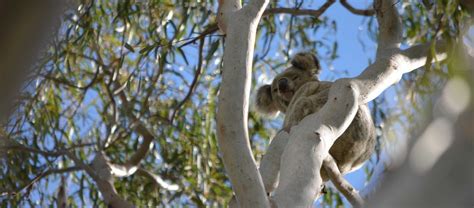 Koala Walk