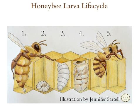 Printable Honey Bee Life Cycle Chart - Printable Word Searches