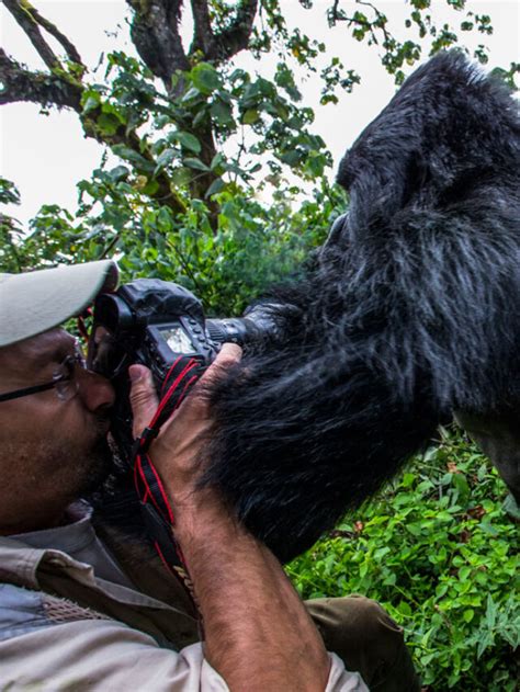 Gorilla Sex Reproduction How Do Gorillas Mate