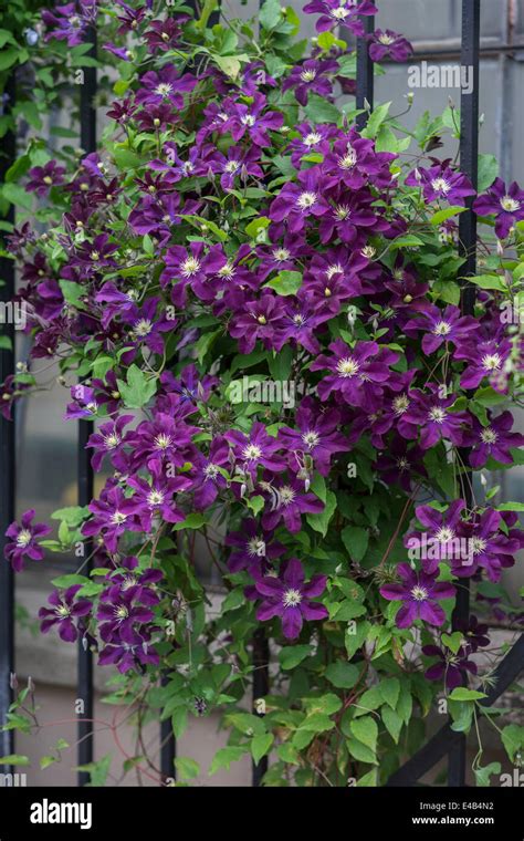 Cluster Of Purple Clematis Flowers Stock Photo Alamy